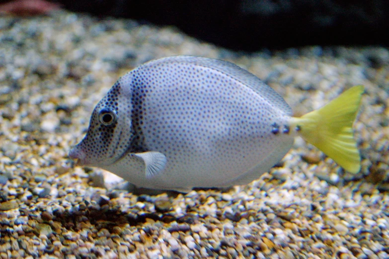 small white and black fish in an aquarium