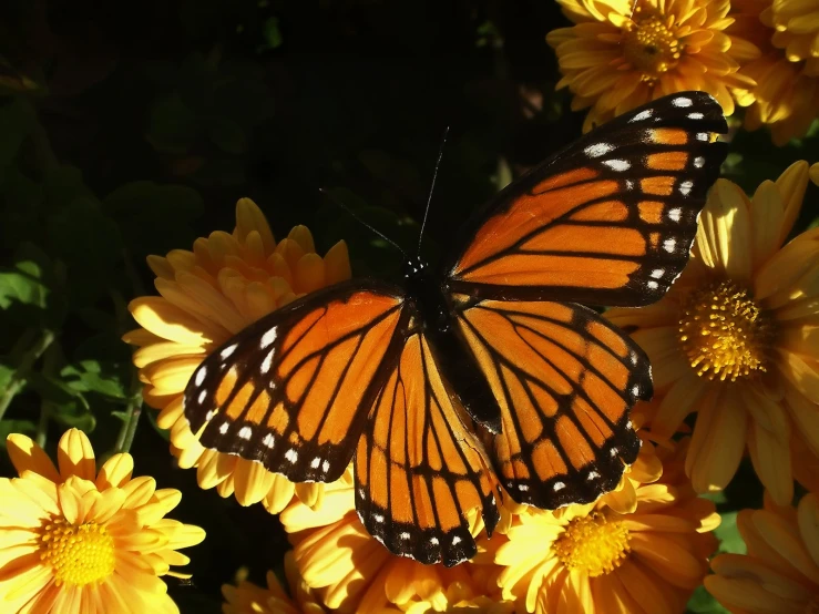 a large erfly flying on top of yellow flowers