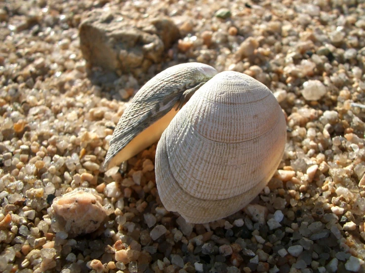 two birds sitting on a sea shell on the shore