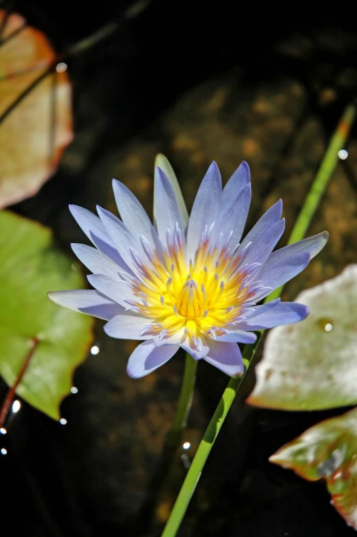 a close up of a blue lotus flower and leaves