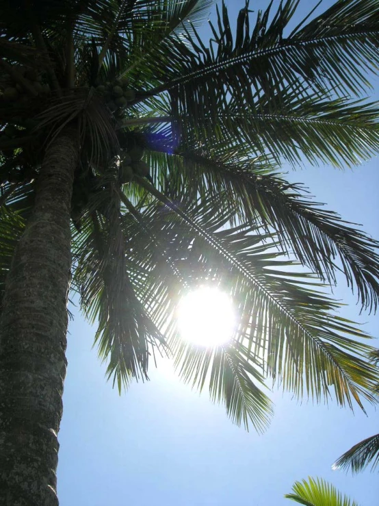 the sun shining through the palm trees