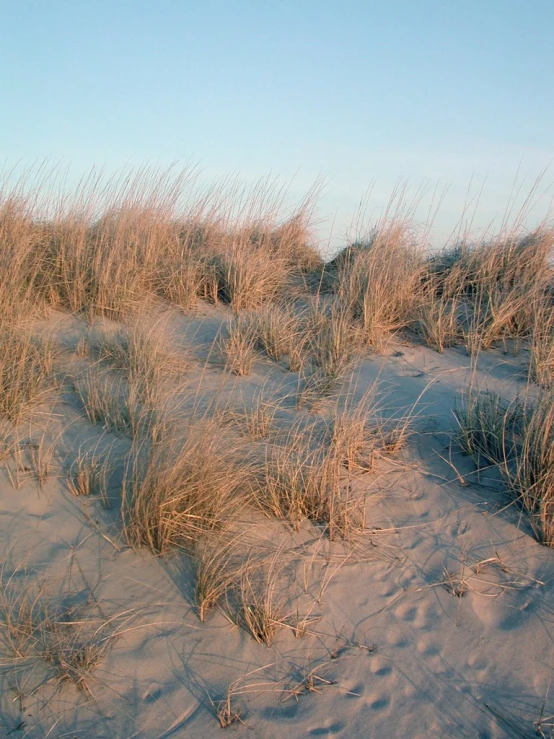 some grass and sand with a sky in the background