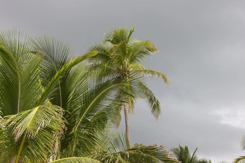 an overcast sky is overhead above some palm trees