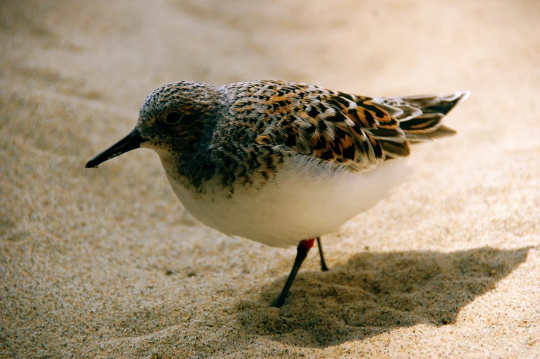 a close up of a bird on sand near water