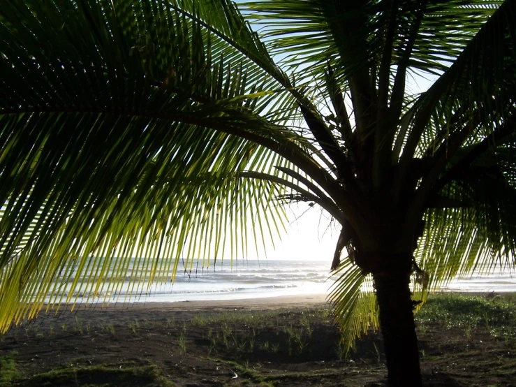 the view through the leaves of a palm tree