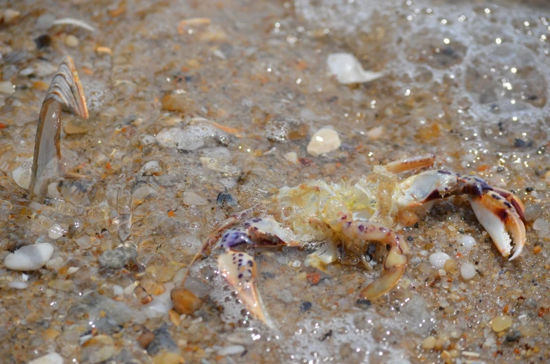 a crab in the water with water droplets surrounding it