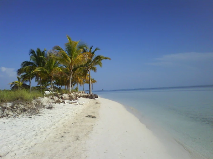 a couple of palm trees sitting on top of a beach