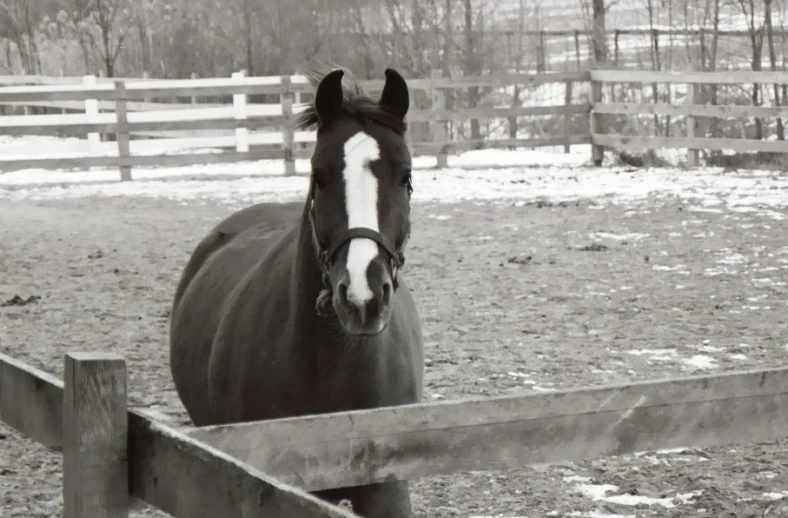 a horse behind a fence looking at the camera