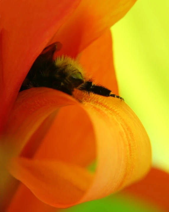 a close up of a single bee inside of a orange flower