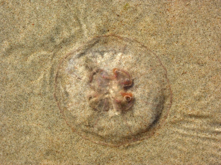 a small jellyfish swims in the sand under water