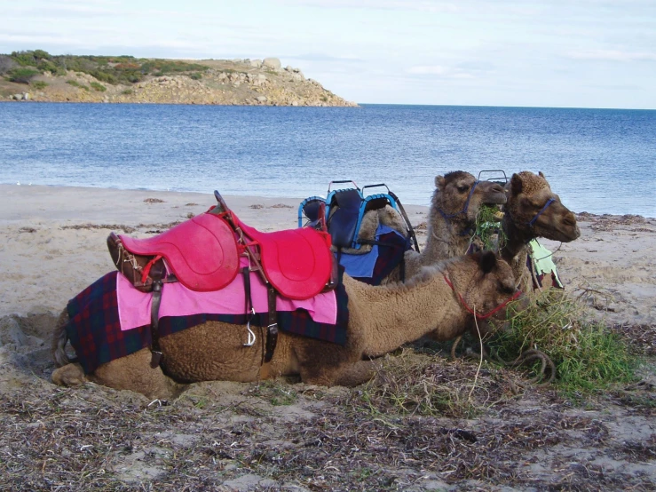 two camels are sitting together in the sand near a body of water