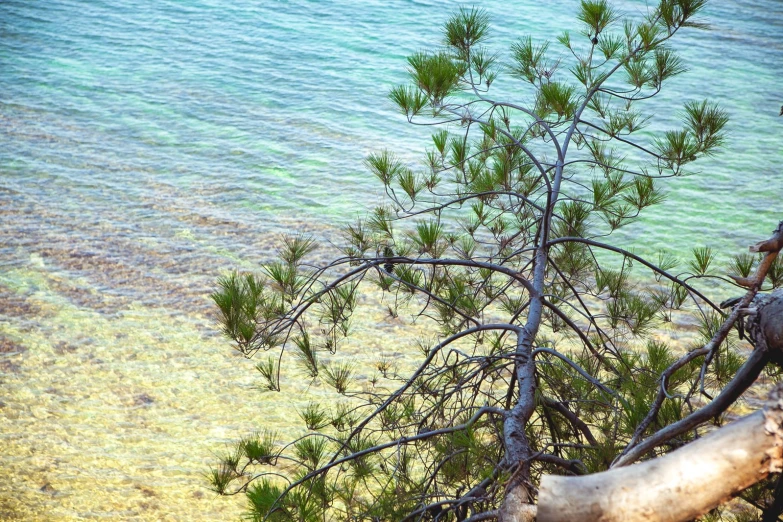 a small tree grows on a fallen nch