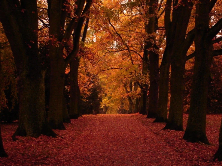 an empty leaf filled path lined with trees