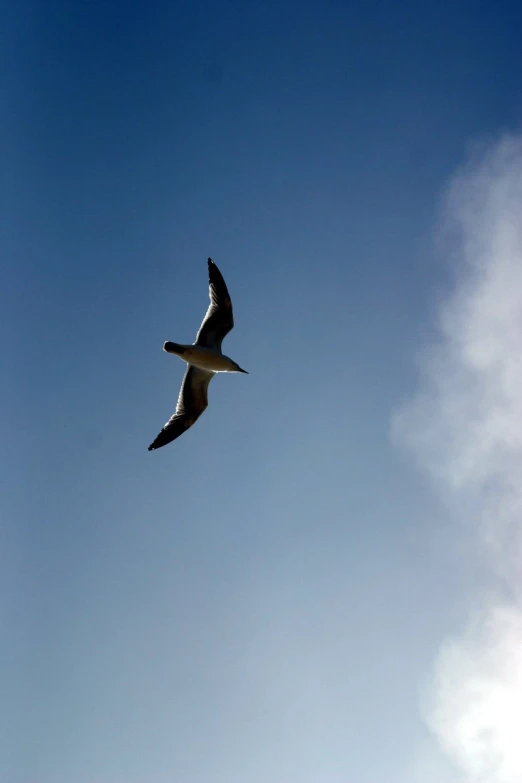 a bird soaring in the air with a blue sky behind it