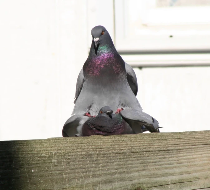 three pigeons perched on top of a wooden fence