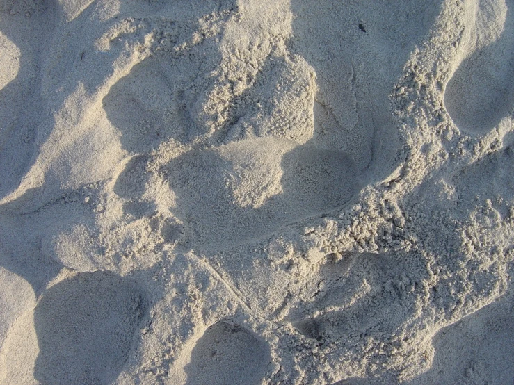 there is a bear print in the sand