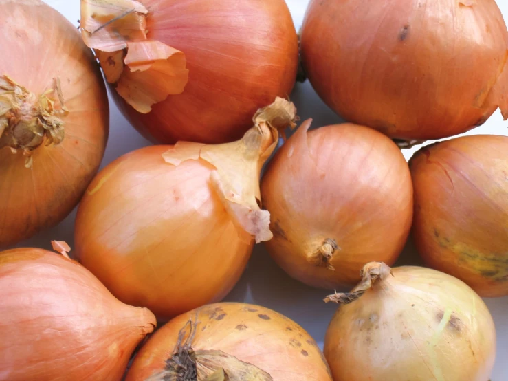 an array of onion bulbs and onions on a white background