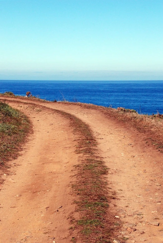 an animal walking down a dirt road towards the ocean