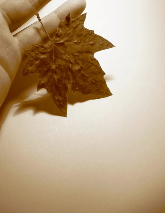 a leaf that is held in the palm of a hand