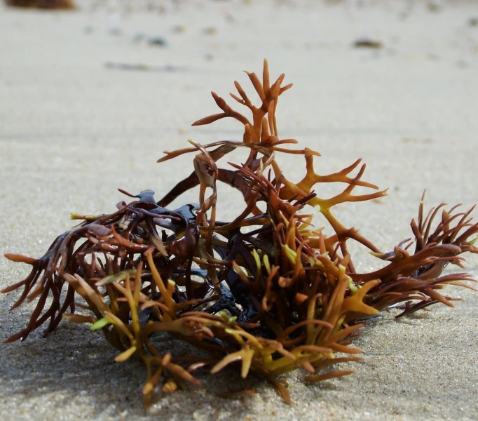 closeup of small seaweed sprouts in sand on the beach