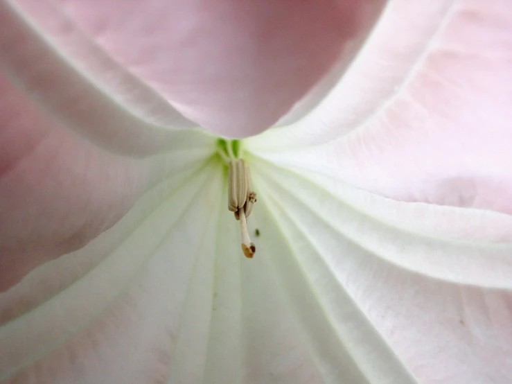 closeup of a beautiful white flower with soft pink background