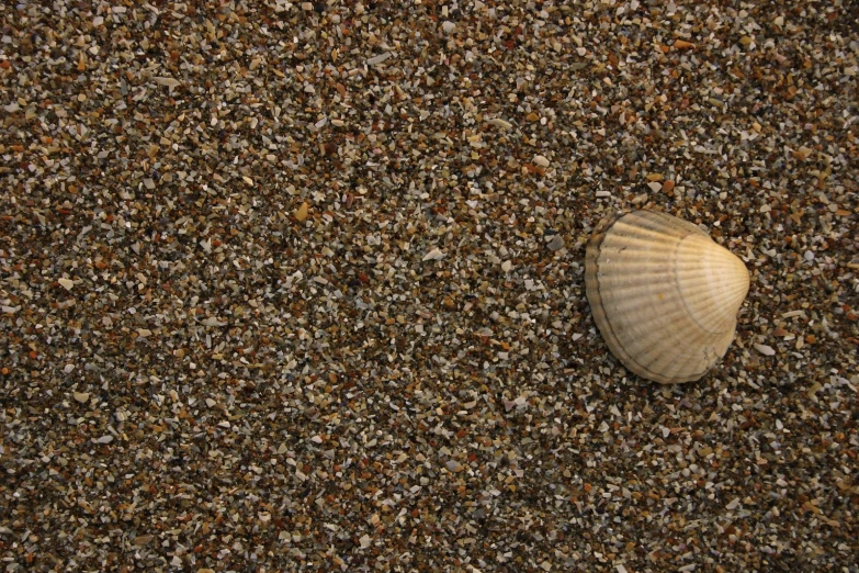 a shell is laying on some sand as it rests