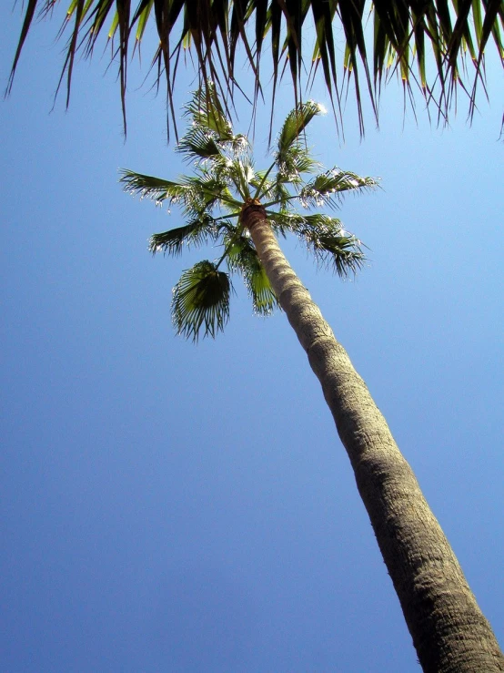 a palm tree that is up in the air