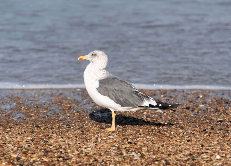 a small seagull standing in front of the ocean