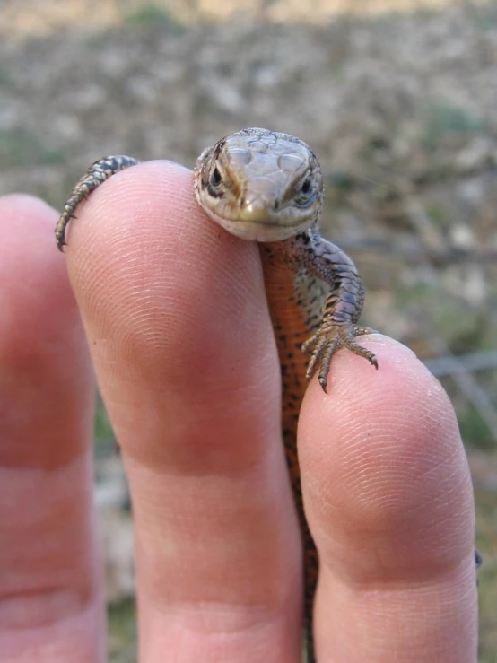 a small lizard on someones hand with another arm in the background