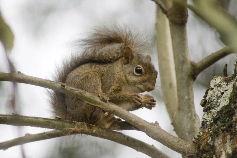 a squirrel is on a nch looking down