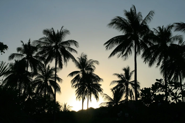 the sun sets behind palm trees in a silhouette