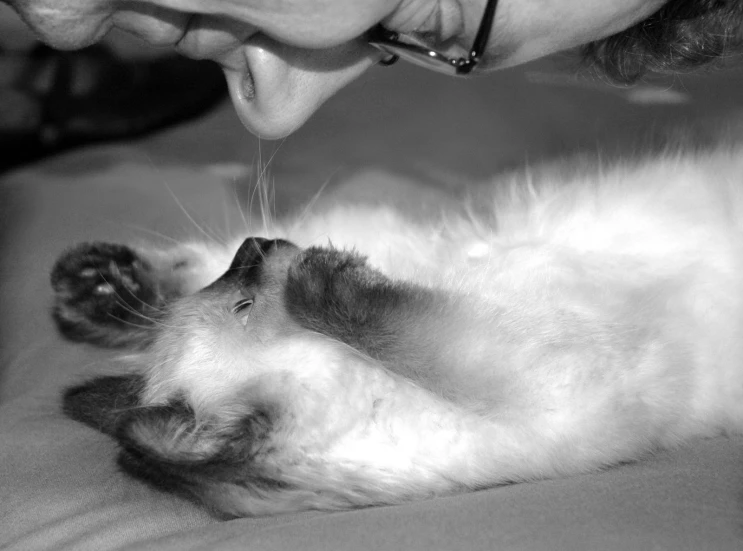 black and white pograph of a cat lying on it's back