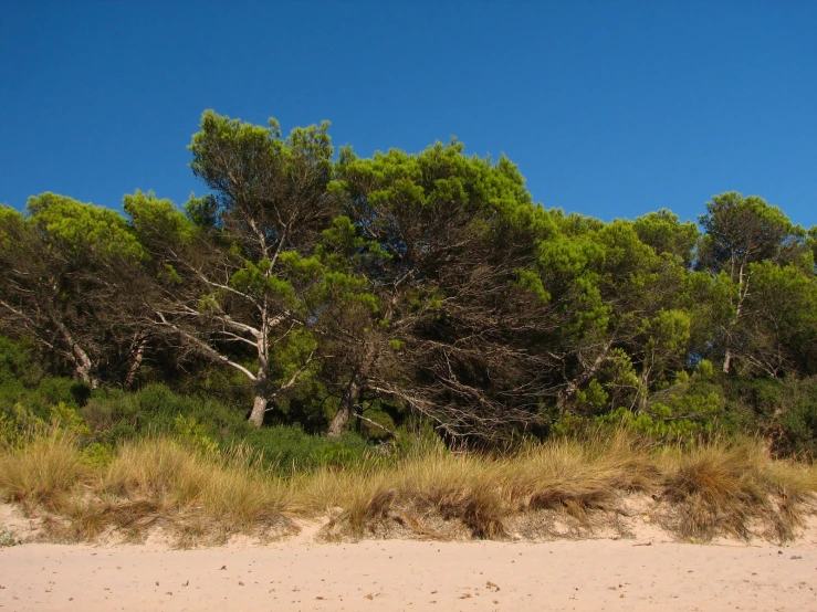 a lot of trees that are in the sand