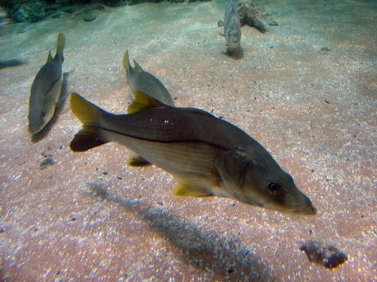 several fish in the water on the bottom of sand