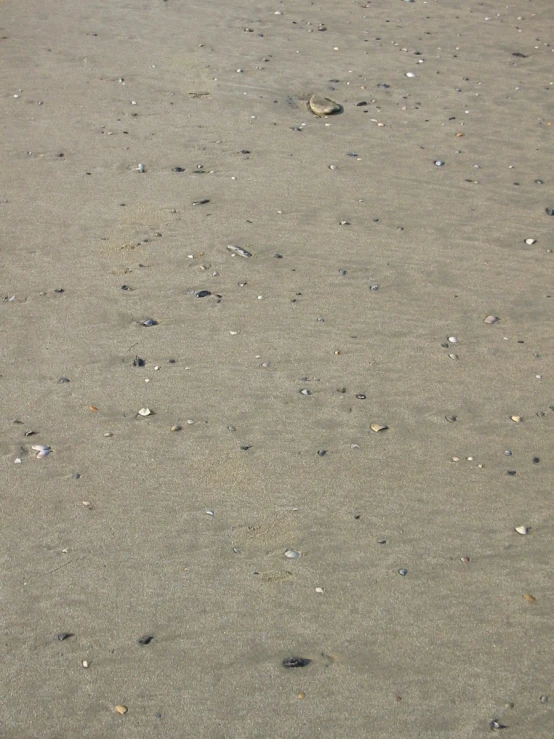 a beach with a group of small shells sitting in the sand