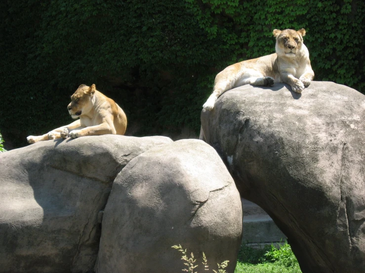 two large animals lying on the rocks together