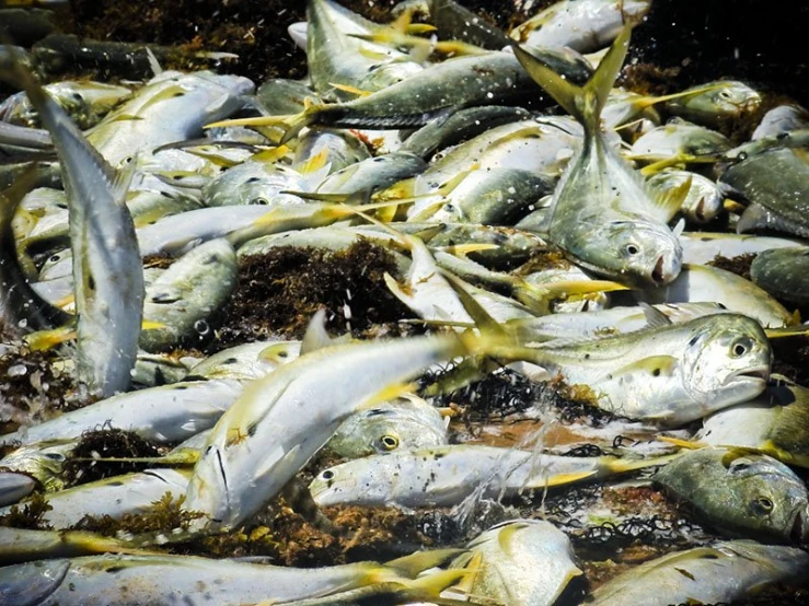 several fish are gathered around and swimming in the water