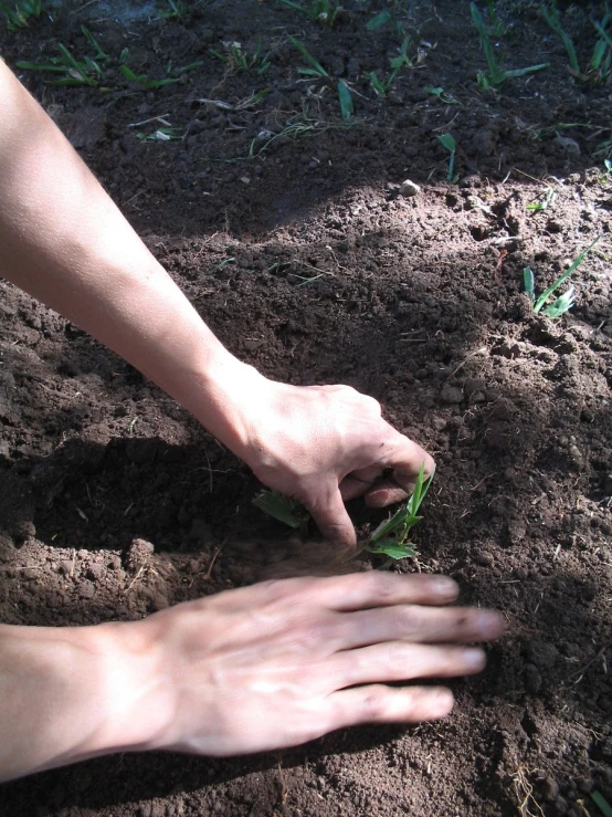 a person with their hand over some soil