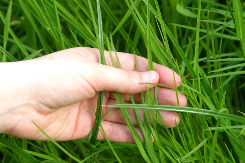 a person's hand is reaching out through the grass