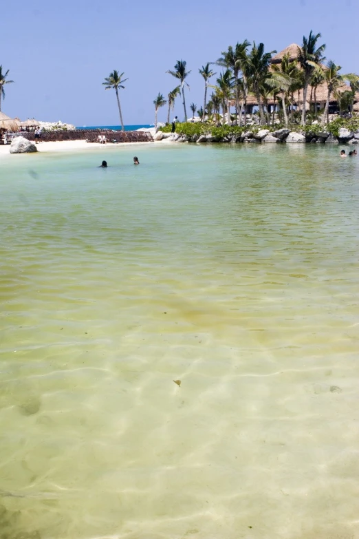 three people swimming in the water in front of palm trees