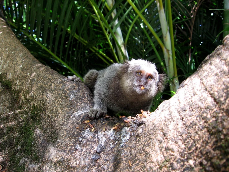 small monkey sitting in the middle of a tree