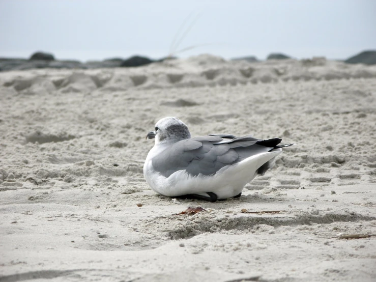 a seagull with white wings sitting on the sand
