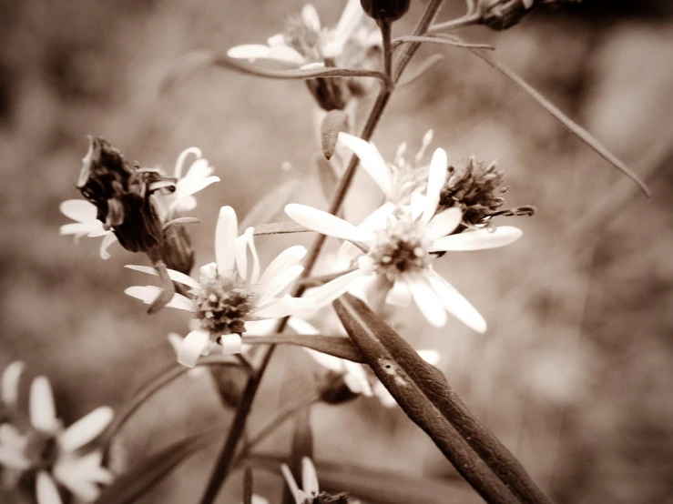 sepia - tone picture of flowers in the field