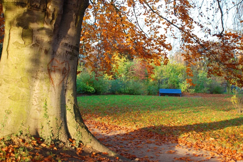 the path is by a tree with colorful leaves