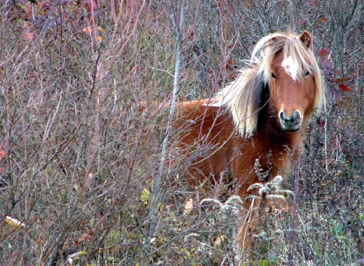 a horse standing in some bushes and leaves