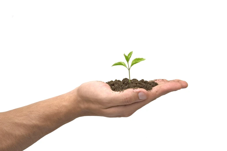 a small green plant in a persons hand