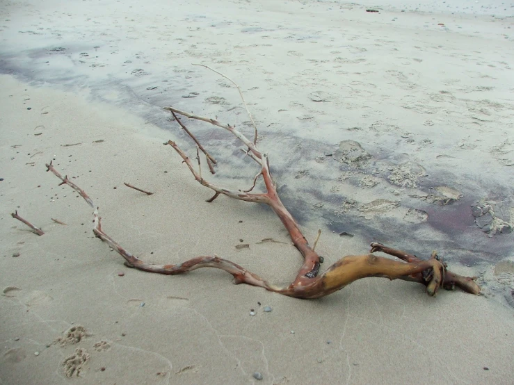 a small nch laying on the beach by the water