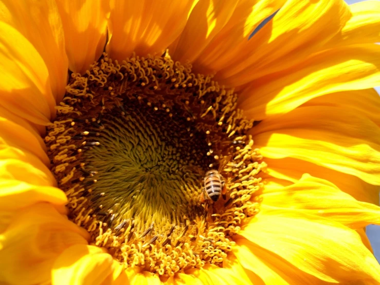 bee in yellow flower with blue sky background