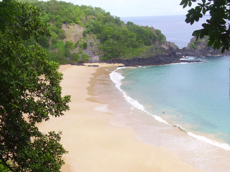 a tree covered beach with a lone surfer