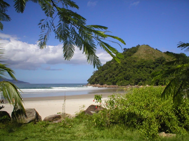 an empty beach with a bunch of vegetation growing in the foreground